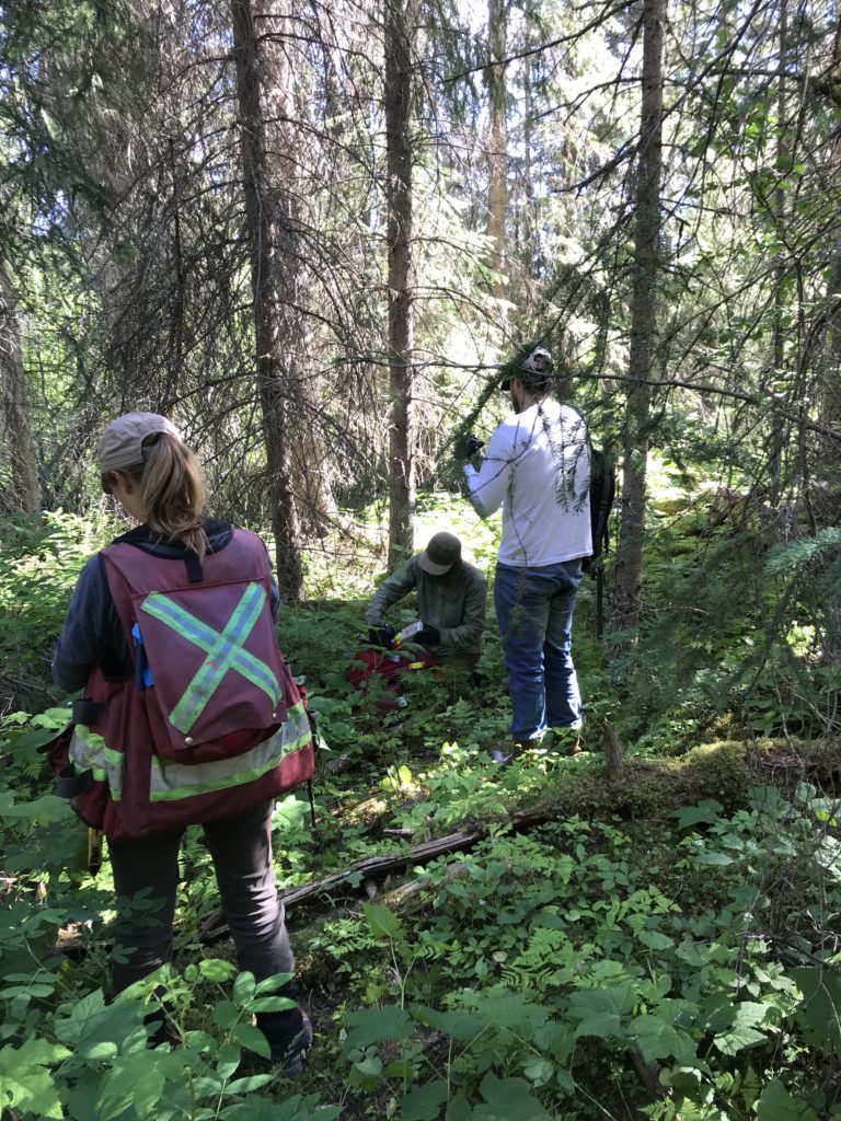 Stand Tending Surveys and Prescriptions Chinook Community Forest